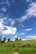 Imagem de Eremogone longifolia (M. Bieb.) Fenzl