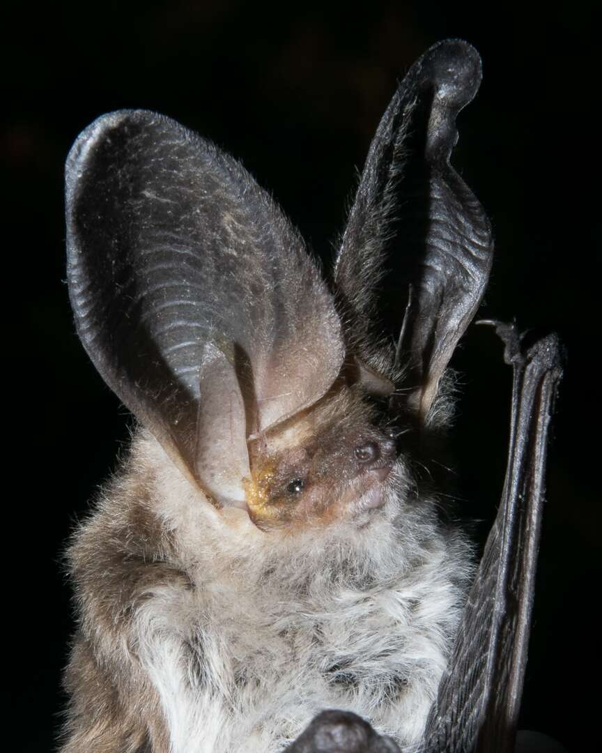 Image of Big-eared Brown Bat