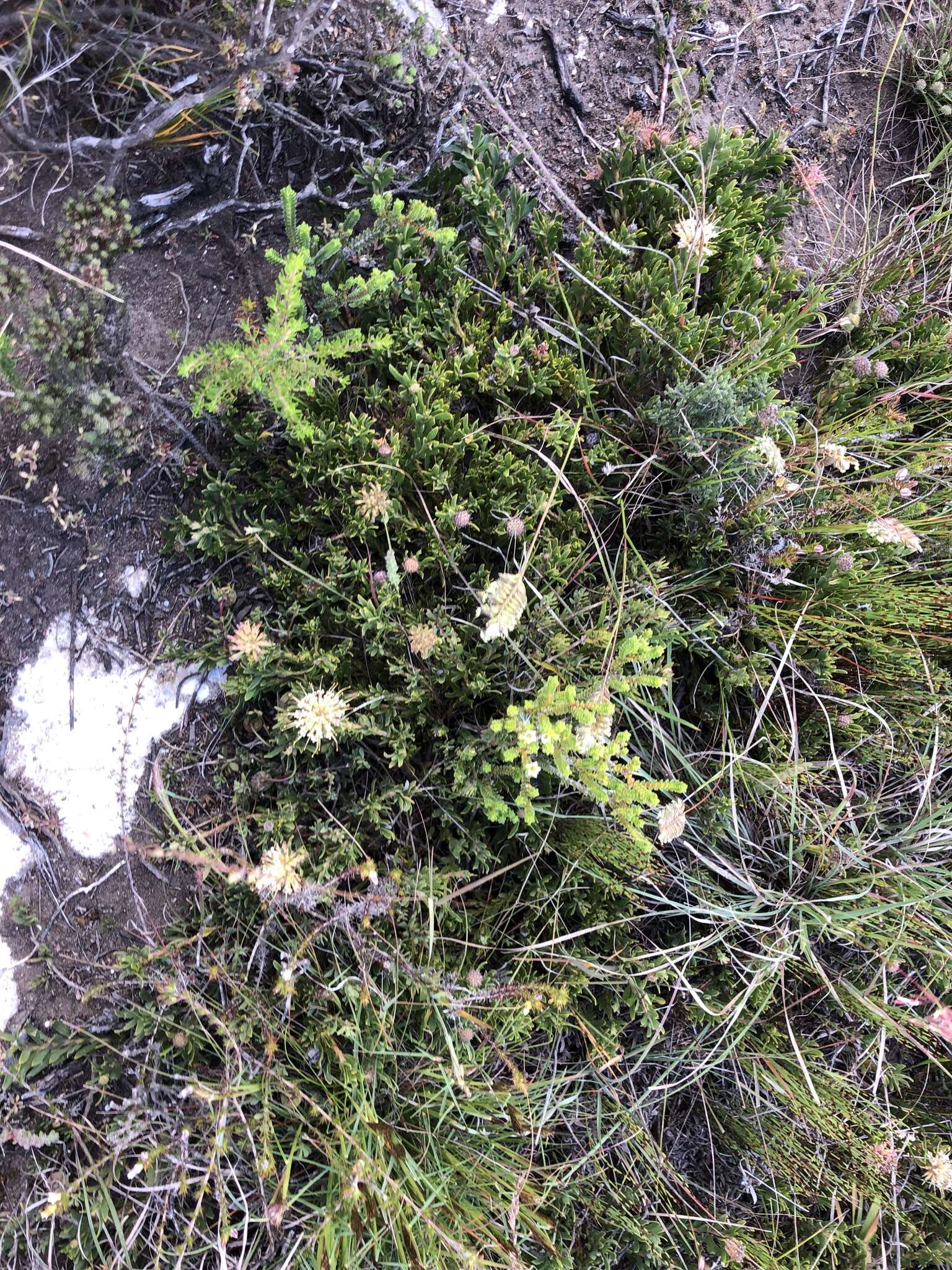 Plancia ëd Leucospermum heterophyllum (Thunb.) Rourke