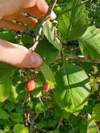 Plancia ëd Crataegus brainerdii Sarg.