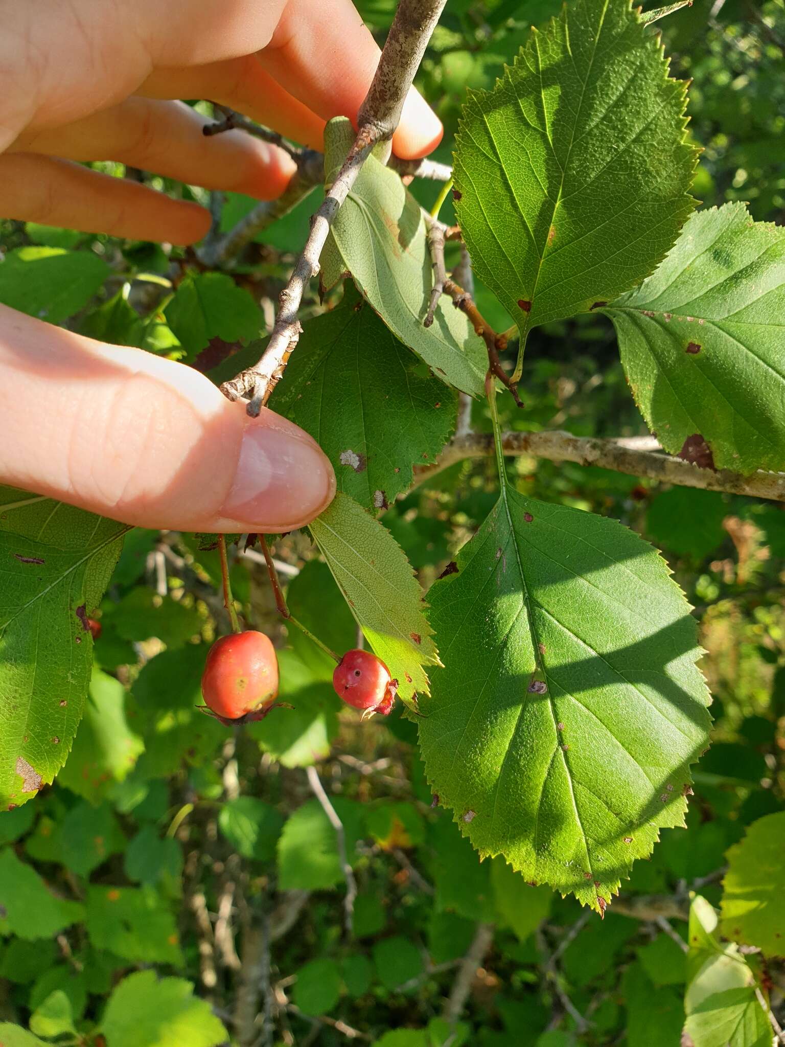 Image of Brainerd's hawthorn