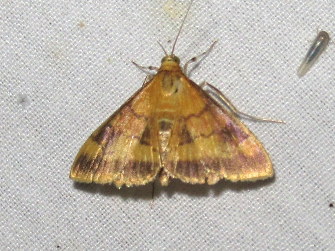 Image of Pyrausta onythesalis Walker 1859