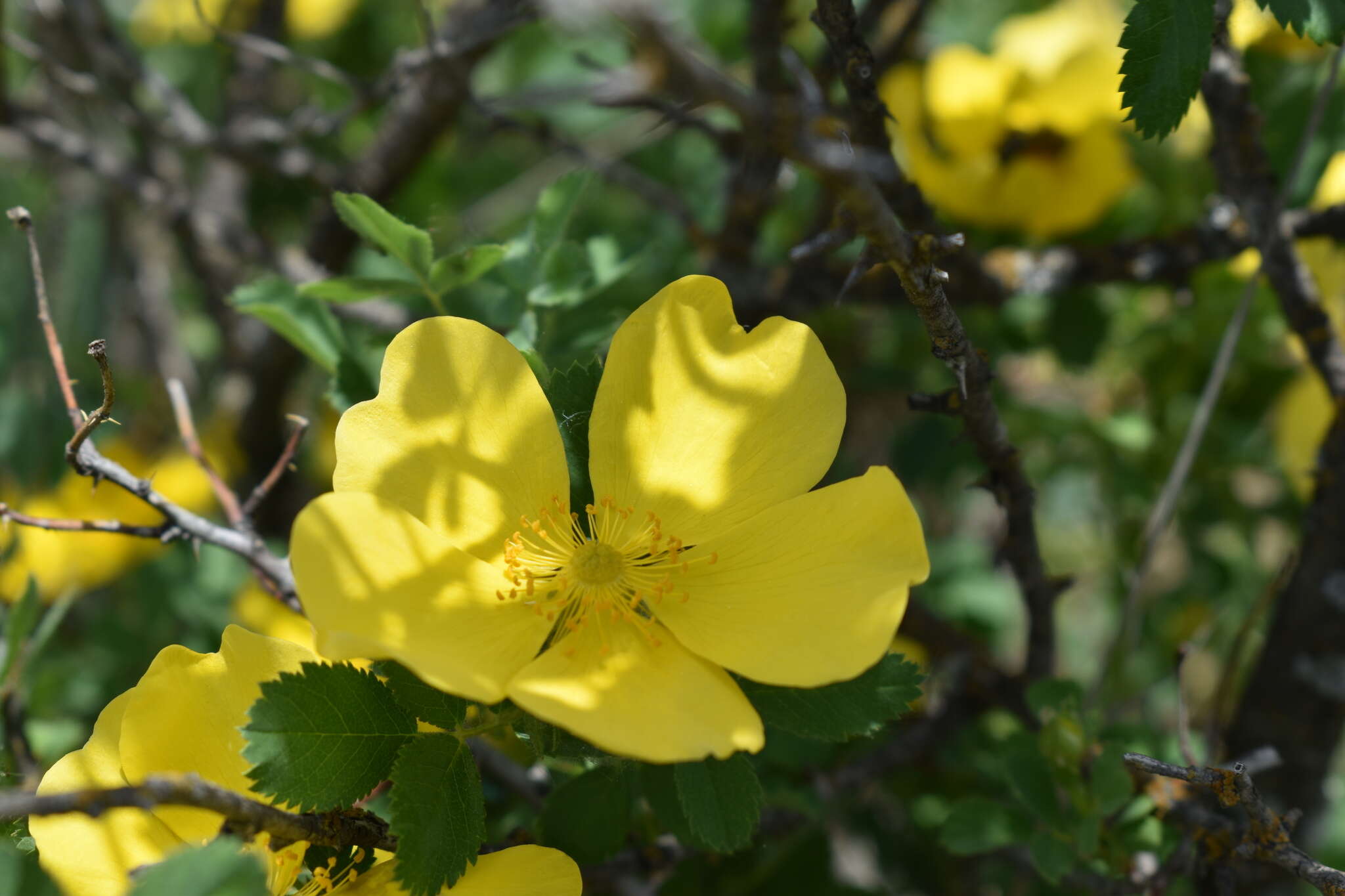 Image of Rosa hemisphaerica J. Herrm.