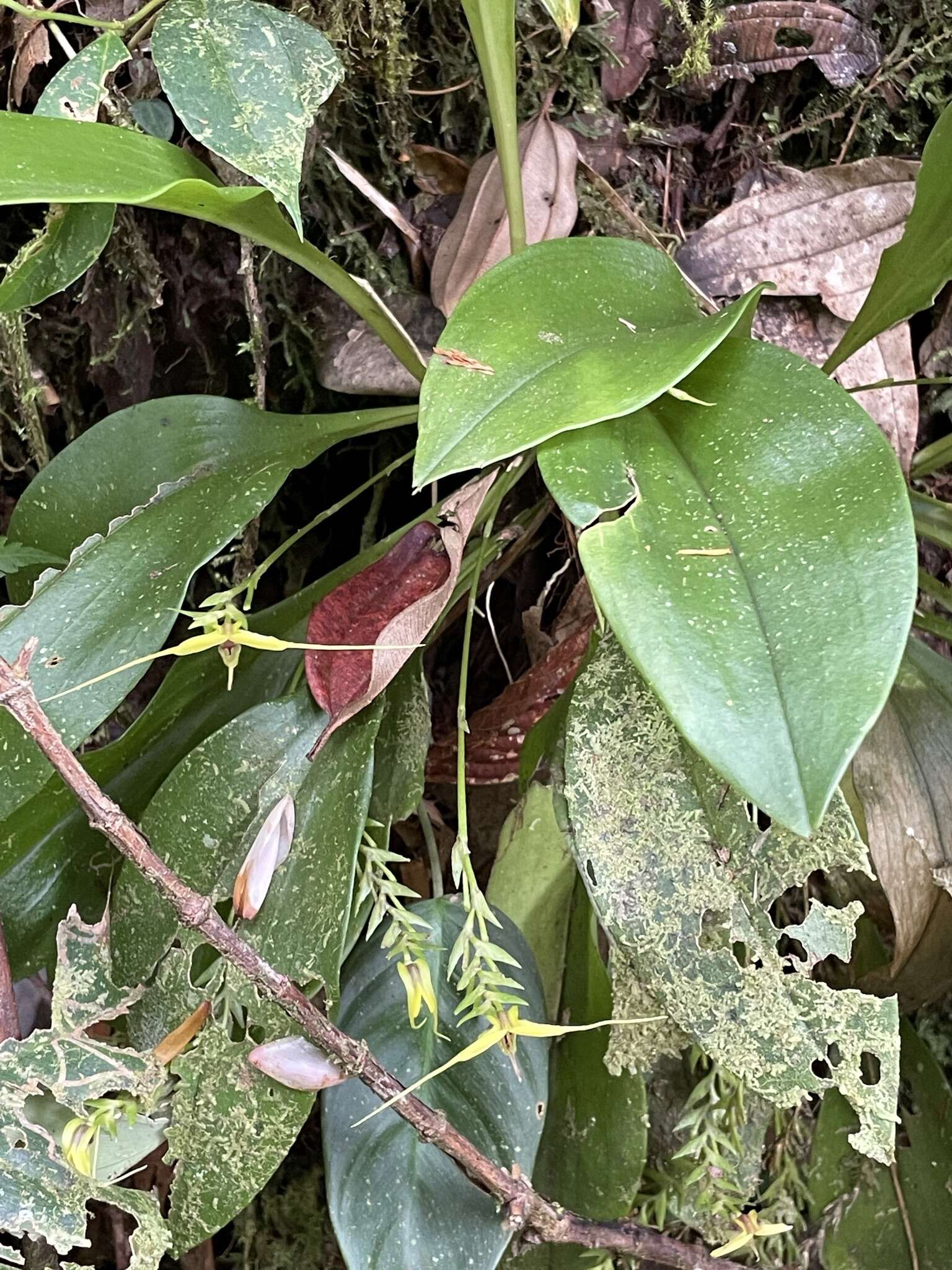 Image of Scaphosepalum grande Kraenzl.