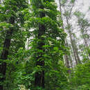 Image of Japanese climbing hydrangea