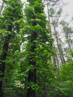 Image of Japanese climbing hydrangea