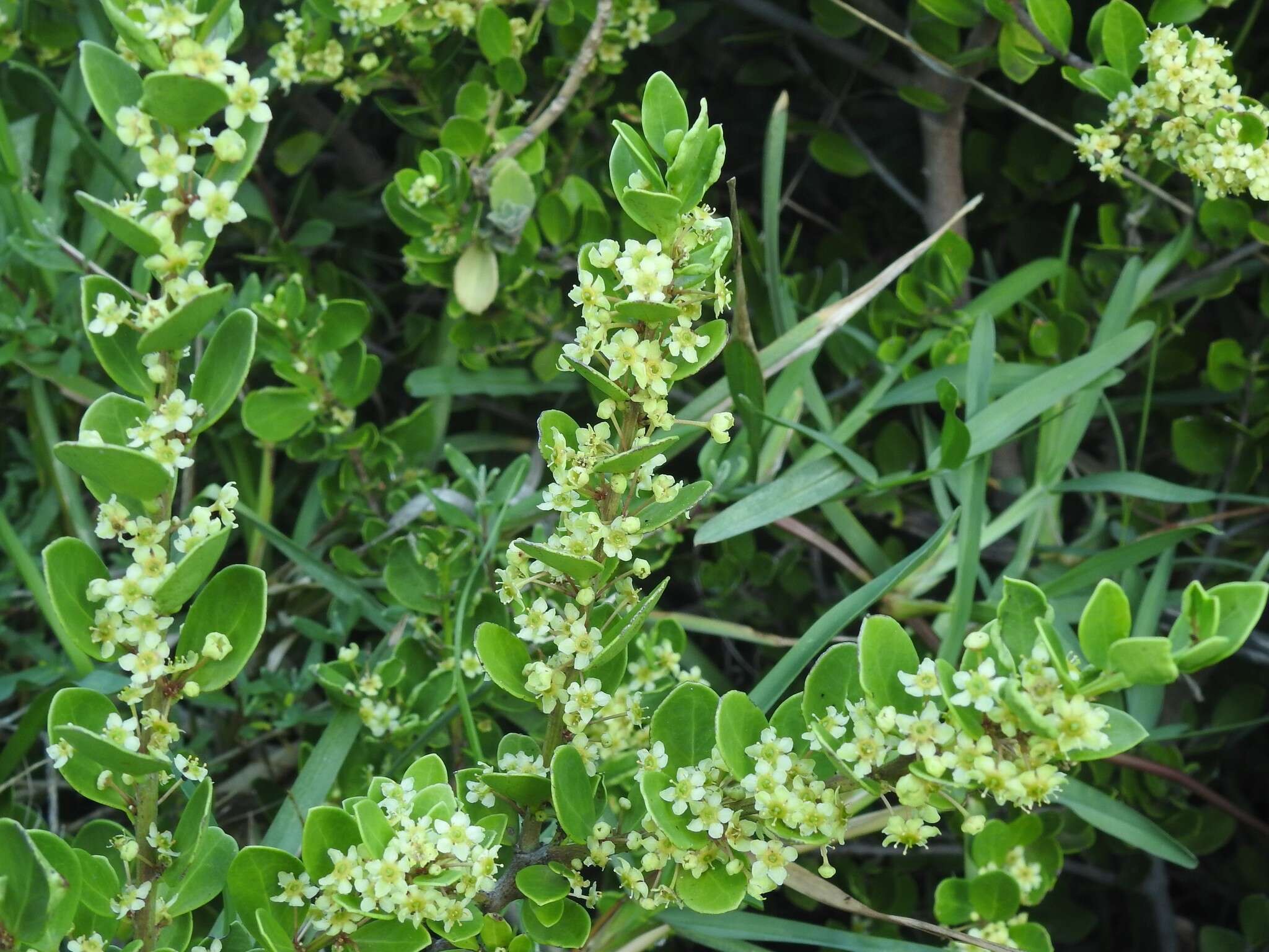 Image of Gymnosporia lucida (L.) Loes.