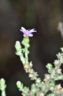 Image of woolly daisy-bush