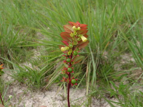 Image of Amasonia campestris (Aubl.) Moldenke