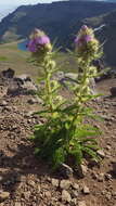 Imagem de Cirsium eatonii var. peckii (L. F. Henderson) D. J. Keil