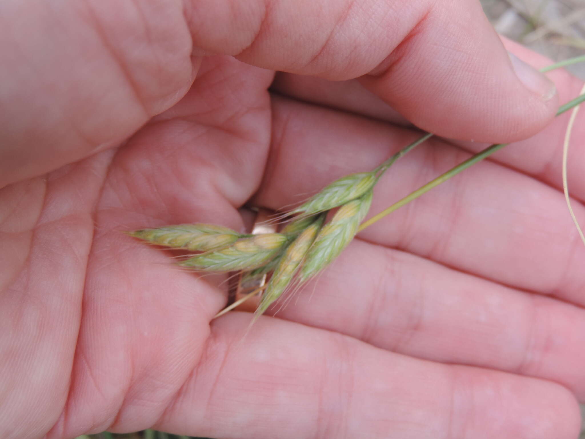 Слика од Bromus hordeaceus subsp. thominei (Hardouin) Maire