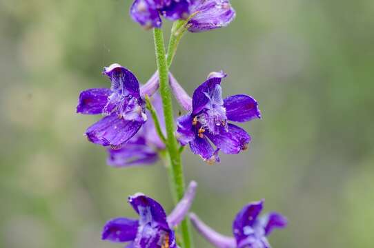 Image of San Bernardino larkspur