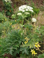 Plancia ëd Heracleum sphondylium subsp. montanum (Schleicher ex Gaudin) Briq.