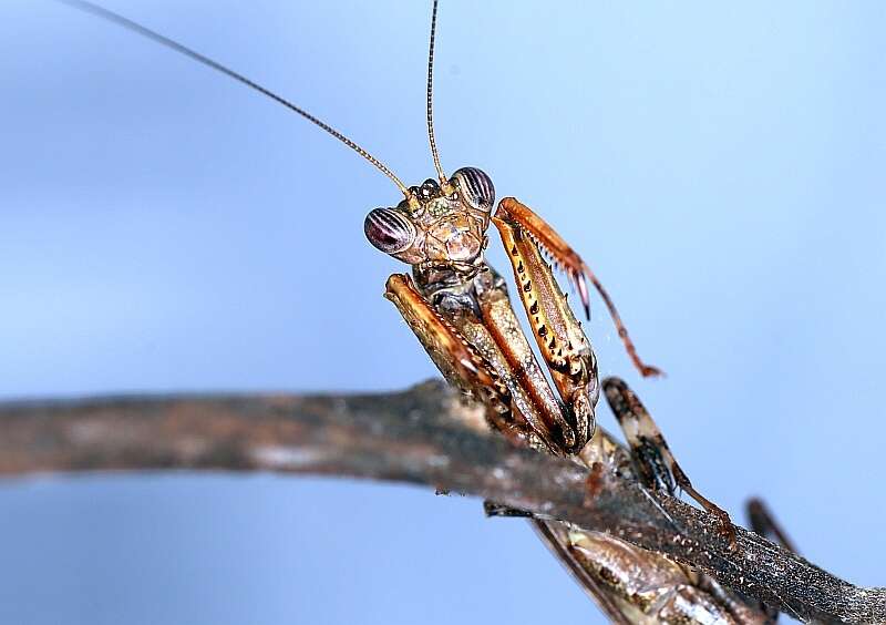 Image of Raptrix occidentalis Lombardo & Marletta 2004