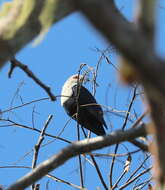 Image of Comoro Blue Pigeon