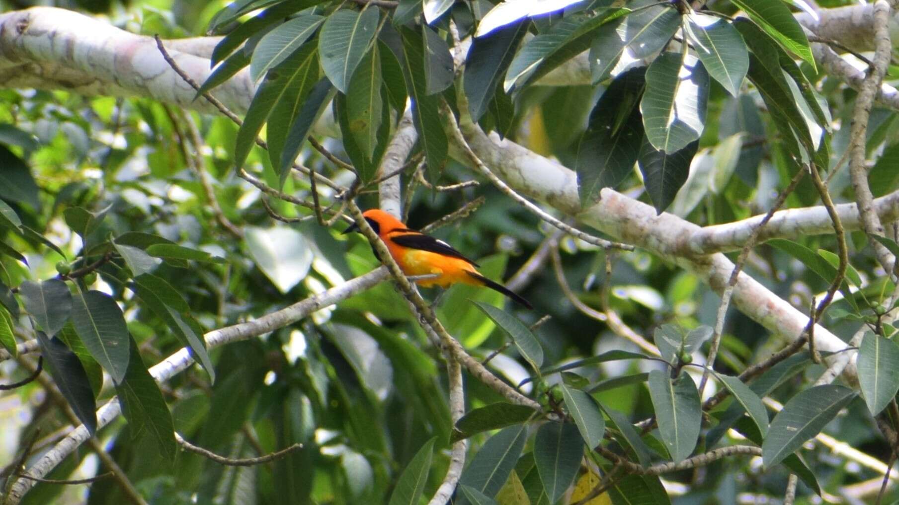 Image of Orange-backed Oriole