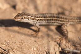 Image of Balkan Wall Lizard