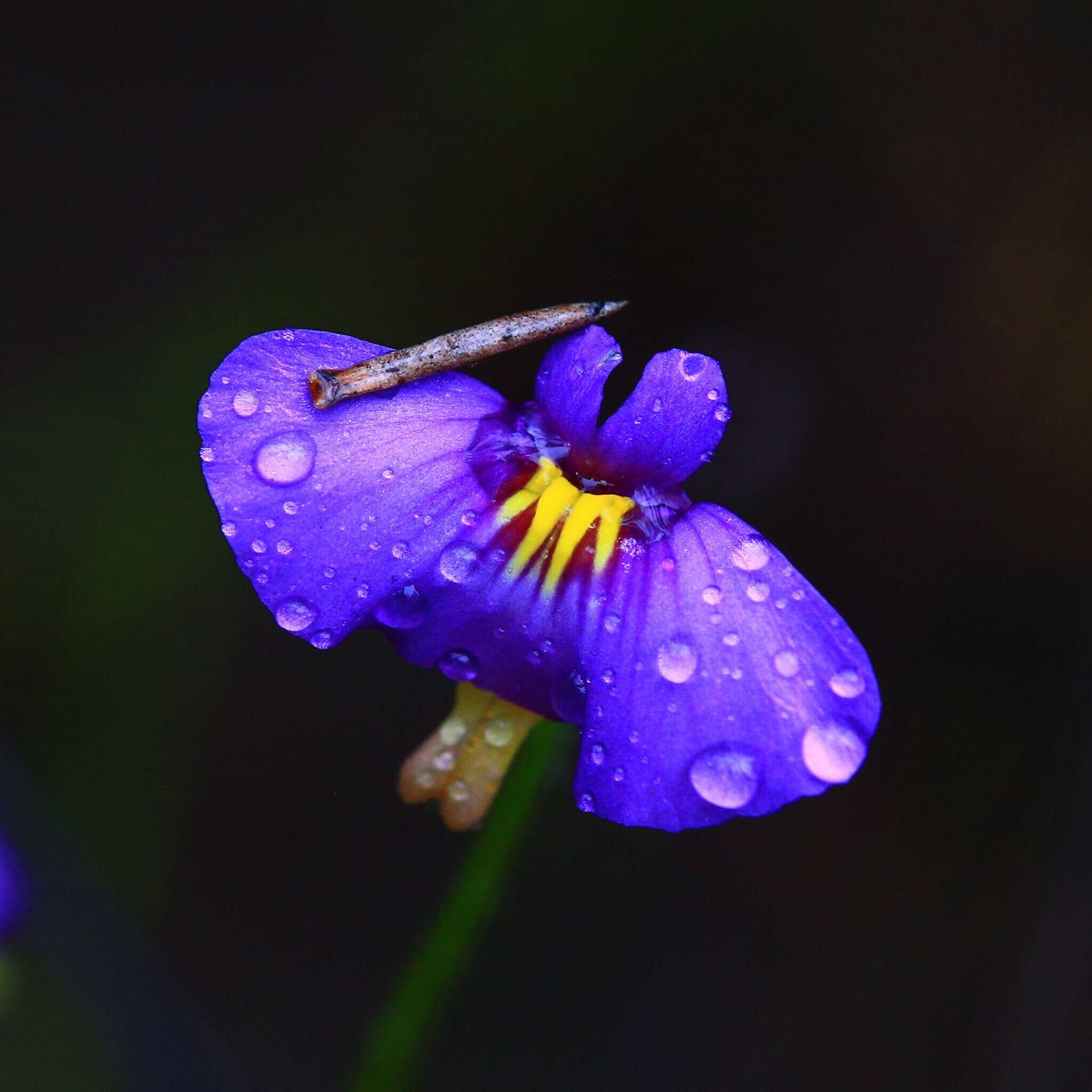 Image of Utricularia petertaylorii Lowrie