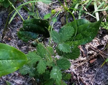 Imagem de Agrimonia microcarpa Wallr.