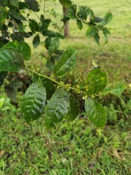 Image of Ilex lamprophylla Standl.