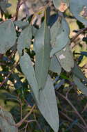 Image of Blakely's Red Gum