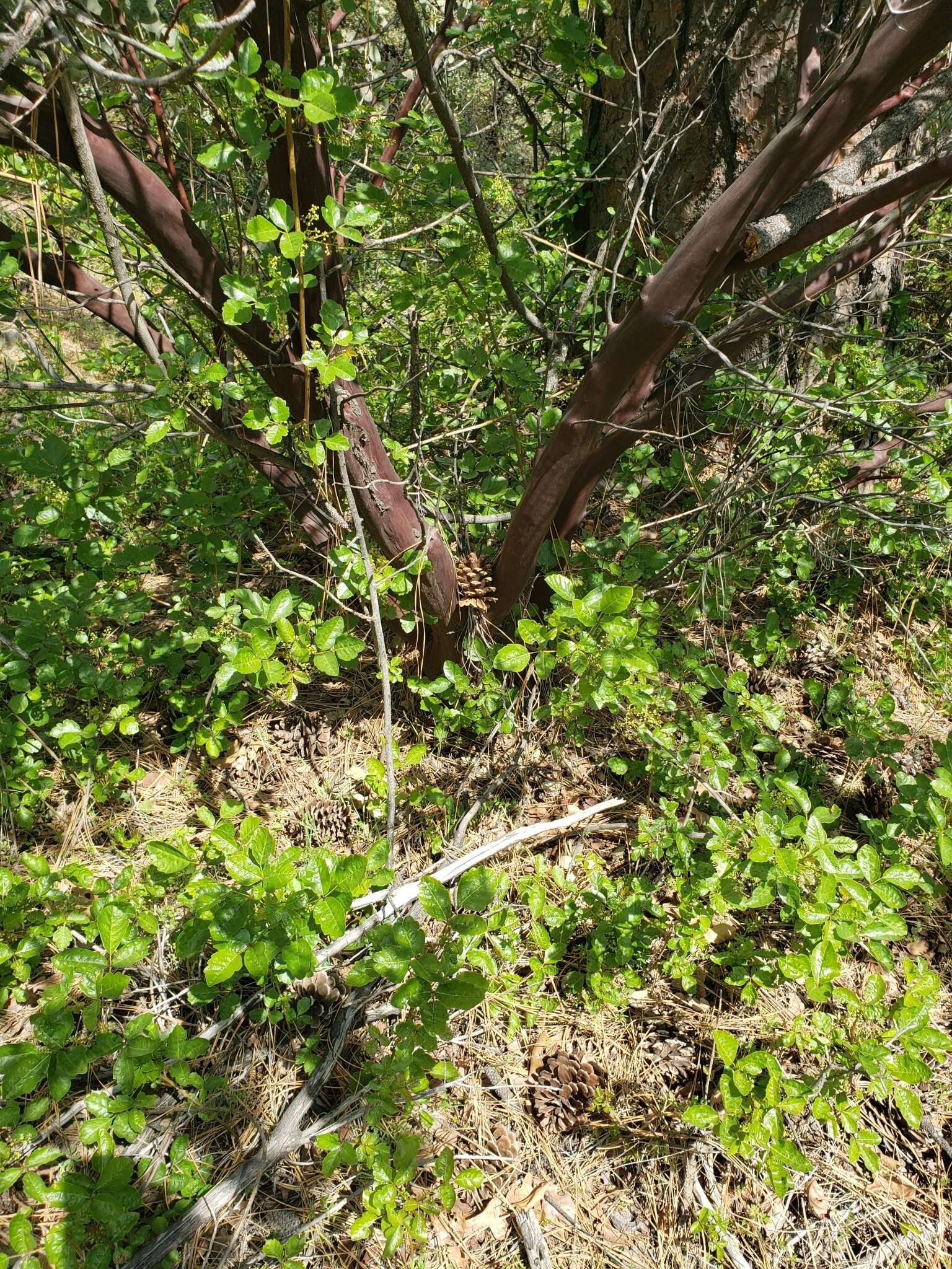 Arctostaphylos viscida subsp. viscida resmi