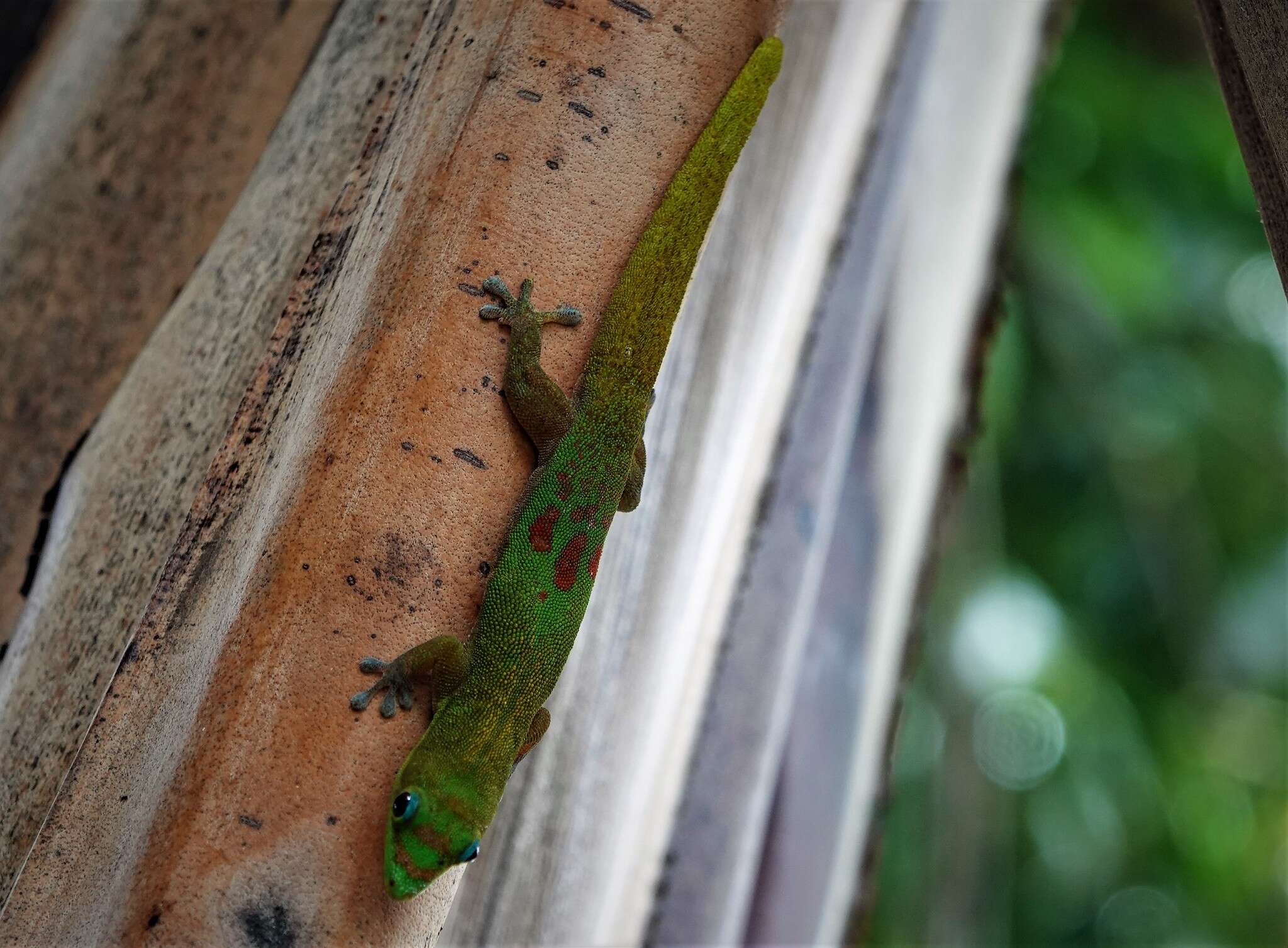 Image of gold dust day gecko