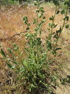 Image of imbricate phacelia