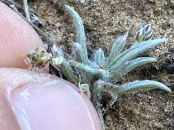 Image of Plantago ovata var. insularis (Eastw.) S. C. Meyers & Liston