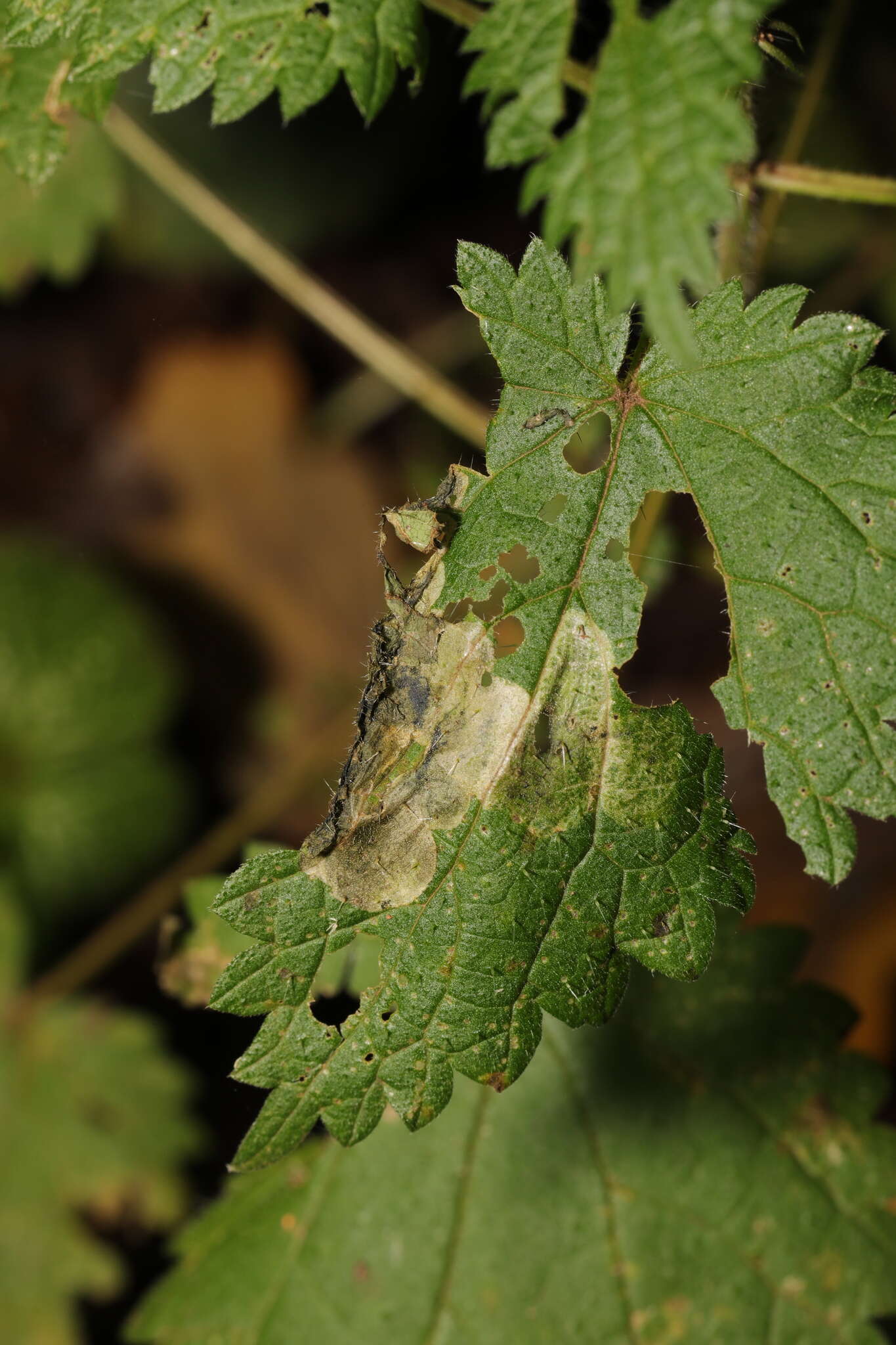 Image of Agromyza anthracina Meigen 1830