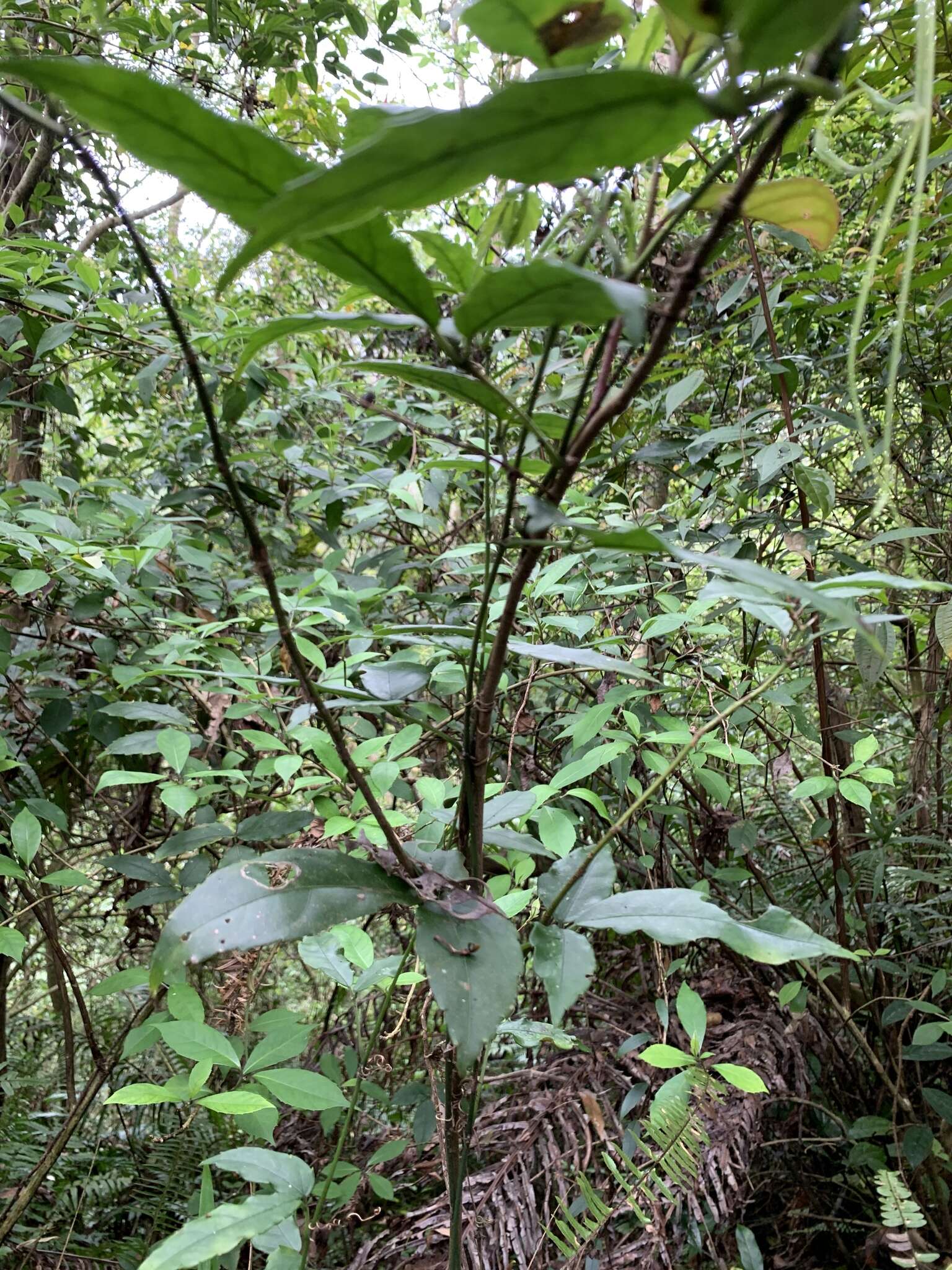 Image of Itea parviflora Hemsl.