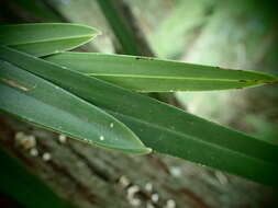 Image of Snake orchid