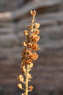 Image of Utah agave