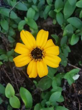 Image de Zinnia maritima Kunth