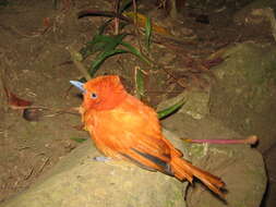 Image of Rufous Paradise Flycatcher