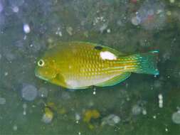 Image of Dark-spot tuskfish