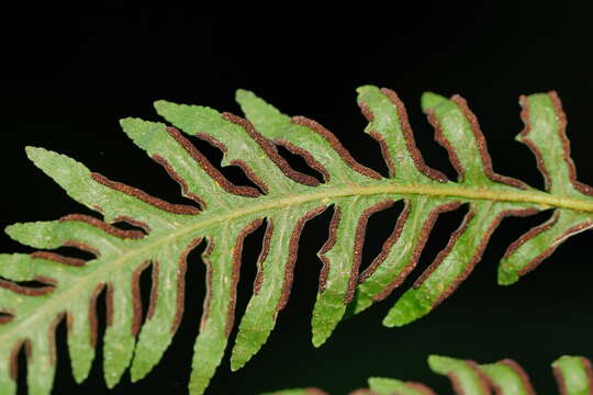 Image of Pteris epaleata D. J. Ohlsen