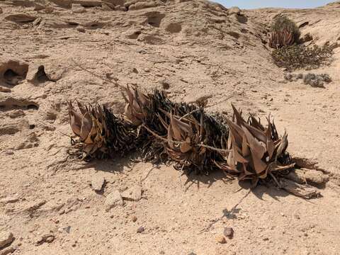 Image of Aloe asperifolia A. Berger