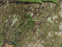 Image de Holcoglossum quasipinifolium (Hayata) Schltr.