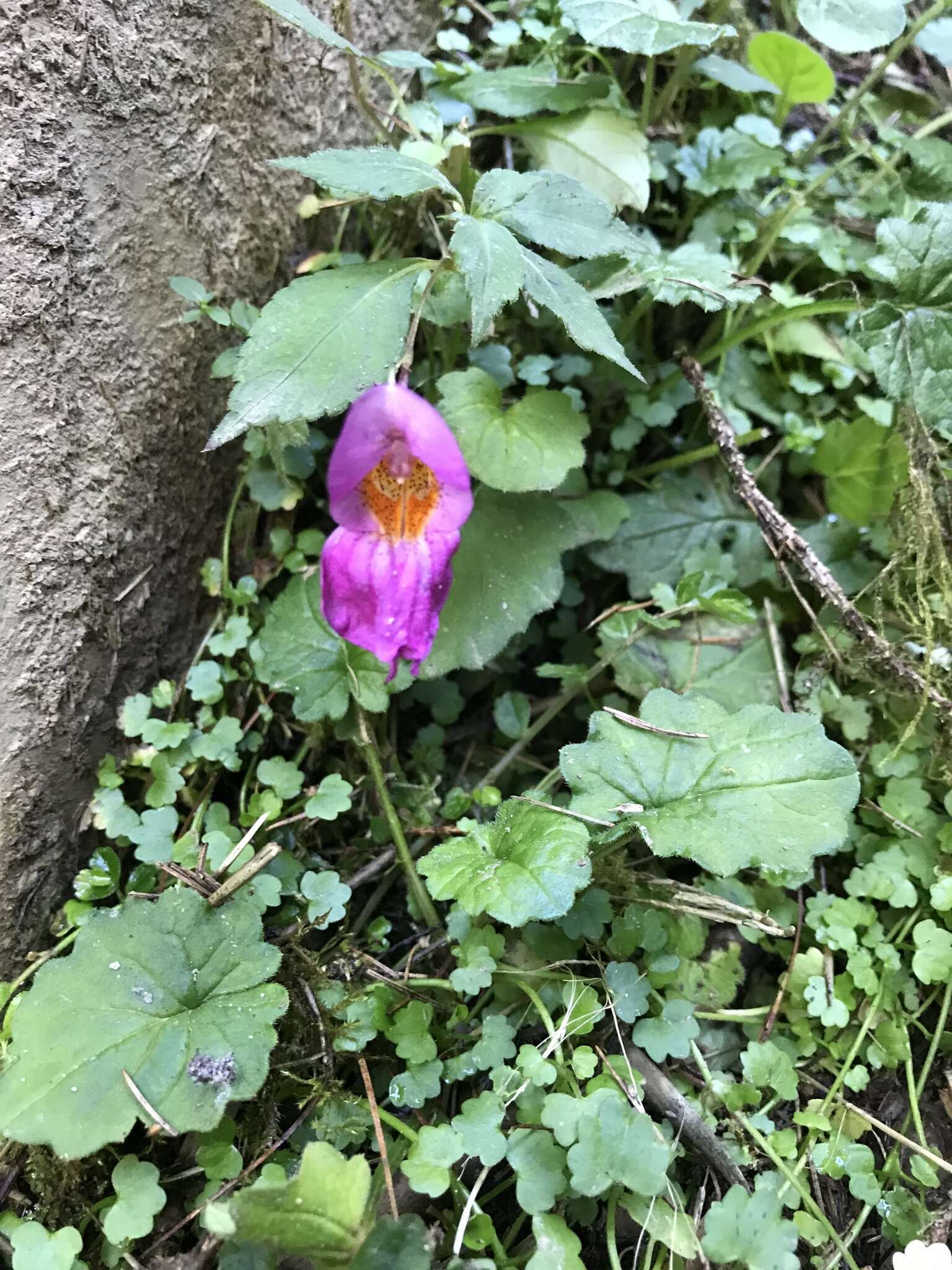 Impatiens uniflora Hayata resmi