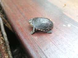 Image of Oaxaca Mud Turtle