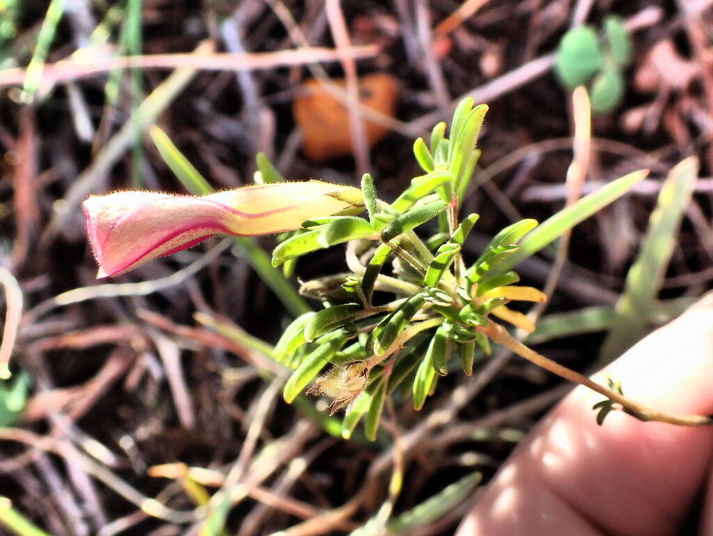 Sivun Oxalis engleriana Schlechter kuva