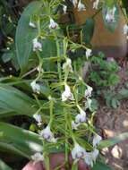 Image of Epidendrum veroscriptum Hágsater