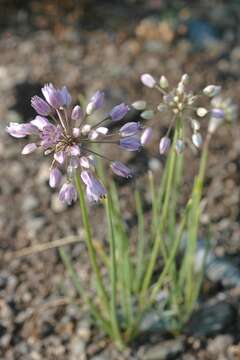 Image of Allium rubens Schrad. ex Willd.