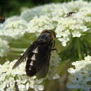 Imagem de Hybomitra sodalis (Williston 1887)