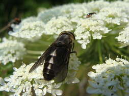 صورة Hybomitra sodalis (Williston 1887)