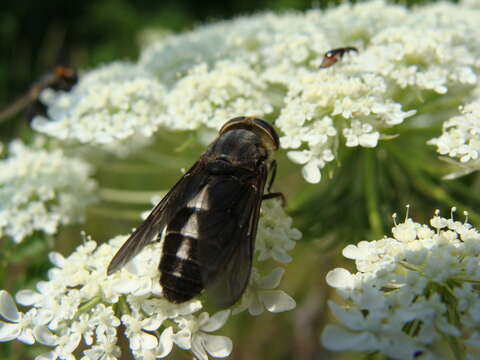 صورة Hybomitra sodalis (Williston 1887)