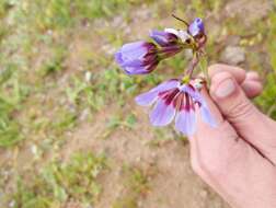 Imagem de Leucocoryne