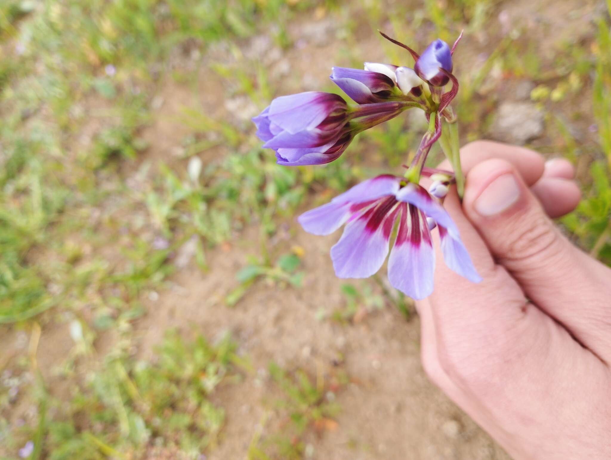 Image of Leucocoryne