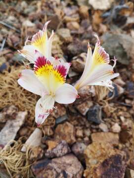 Image of Alstroemeria diluta subsp. chrysantha Ehr. Bayer